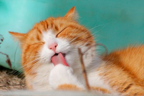 Gatos