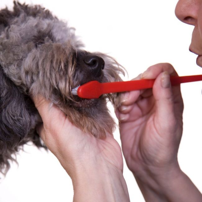 Higiene bucal en mascotas Gijonesas