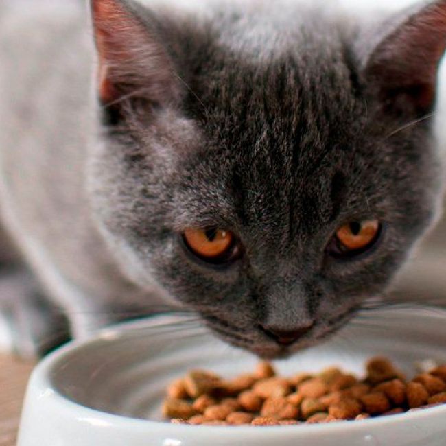 Alimentos para animales en Gijón