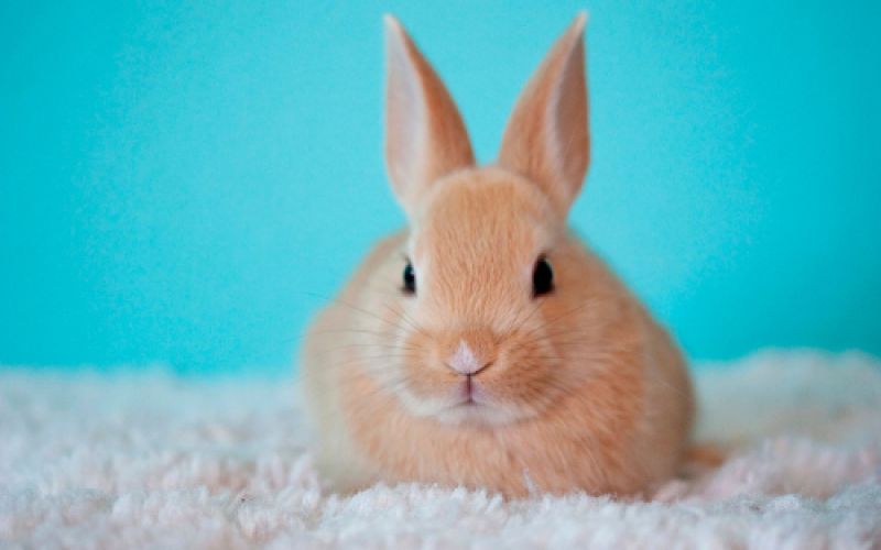 Comercial veterinaria Norpesa en Gijón