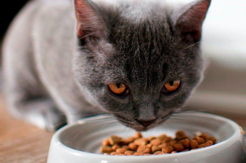 Alimentos para animales en Gijón