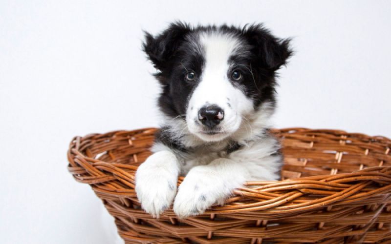Comercial veterinaria Norpesa