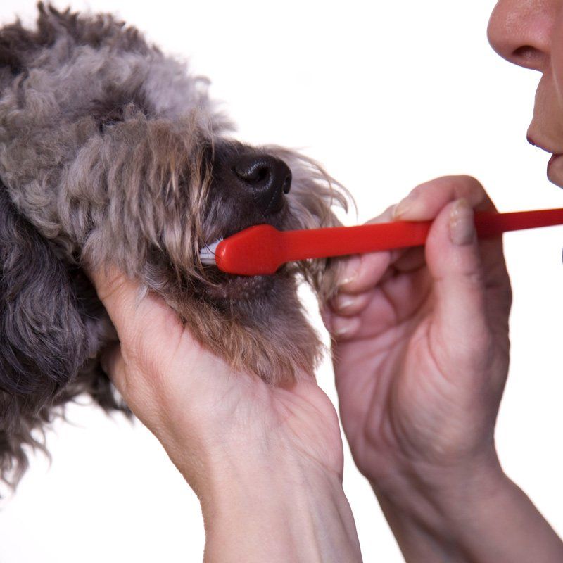 Higiene bucal en mascotas Gijonesas Higiene bucal en mascotas Gijonesas