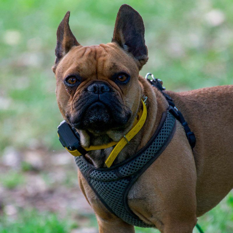 Accesorios para mascotas en Gijón