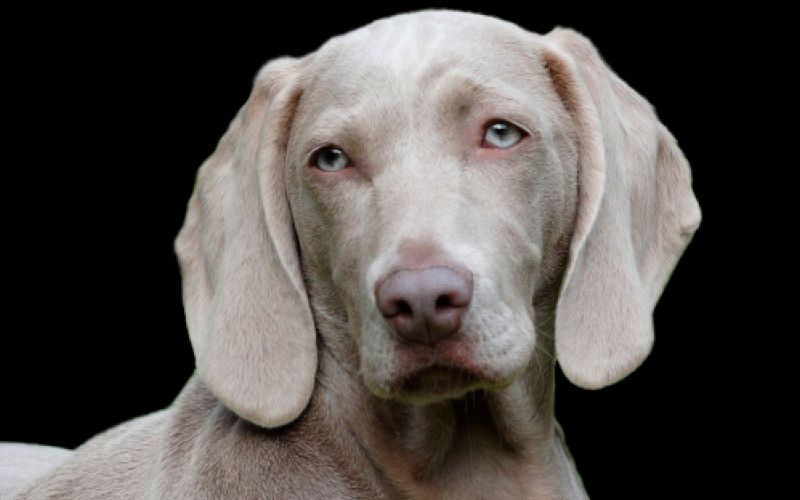 Comercial veterinaria Gijón